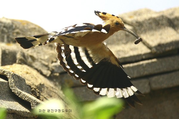 후투티